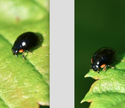 Réf. 282 858 : Hyperaspis concolor